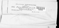 Roseodiscus subcarneus image